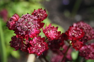 red pink flower of astrantia