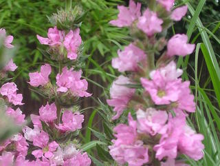pink lythrum salicaria flower