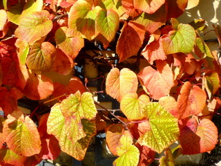 garden vine climber with good autumn colour of yellow, red and orange leaves