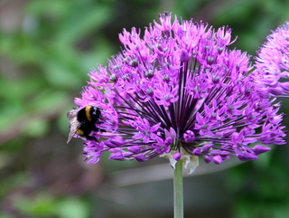 Tall purple flower of allium spring bulb with bee searching for nectar