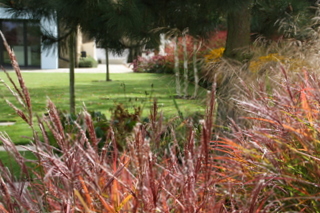 miscanthus rich autumn colour grasses in yorkshire garden landscaping design