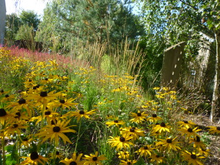 yellow rudbeckia pink persicaria miscanthus white birth large scale block planting in Yorkshire garden landscaping wetherby 