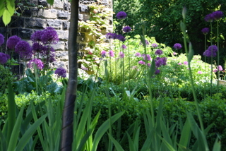 purple allium flower bulbs box hedge beneath pleach hormbeam yorkshire garden landscaping