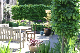 outdoor dining area in large yorkshire garden pleach trees screen patio headingley landscaping