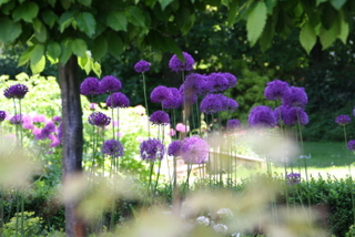 purple allium flowers spring in yorkshire garden design