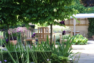 outdoor dining terrace patio in headingley yorkshire pleach trees give privacy screen iris under trees