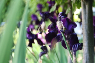 dark purple black iris grow beneath pleach hornbeam