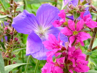 blue purple geranium and pink lythrum tall flower blend good planting match