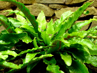 asplenium fern in front of dry stone wall yorkshire garden planting