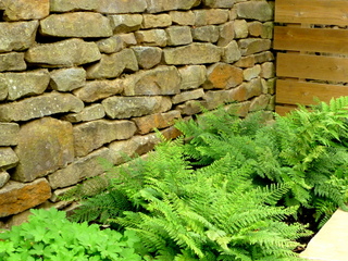 dry stone wall with ferns and modern timber fence in yorkshire garden